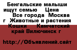 Бенгальские малыши ищут семью) › Цена ­ 5 500 - Все города, Москва г. Животные и растения » Кошки   . Камчатский край,Вилючинск г.